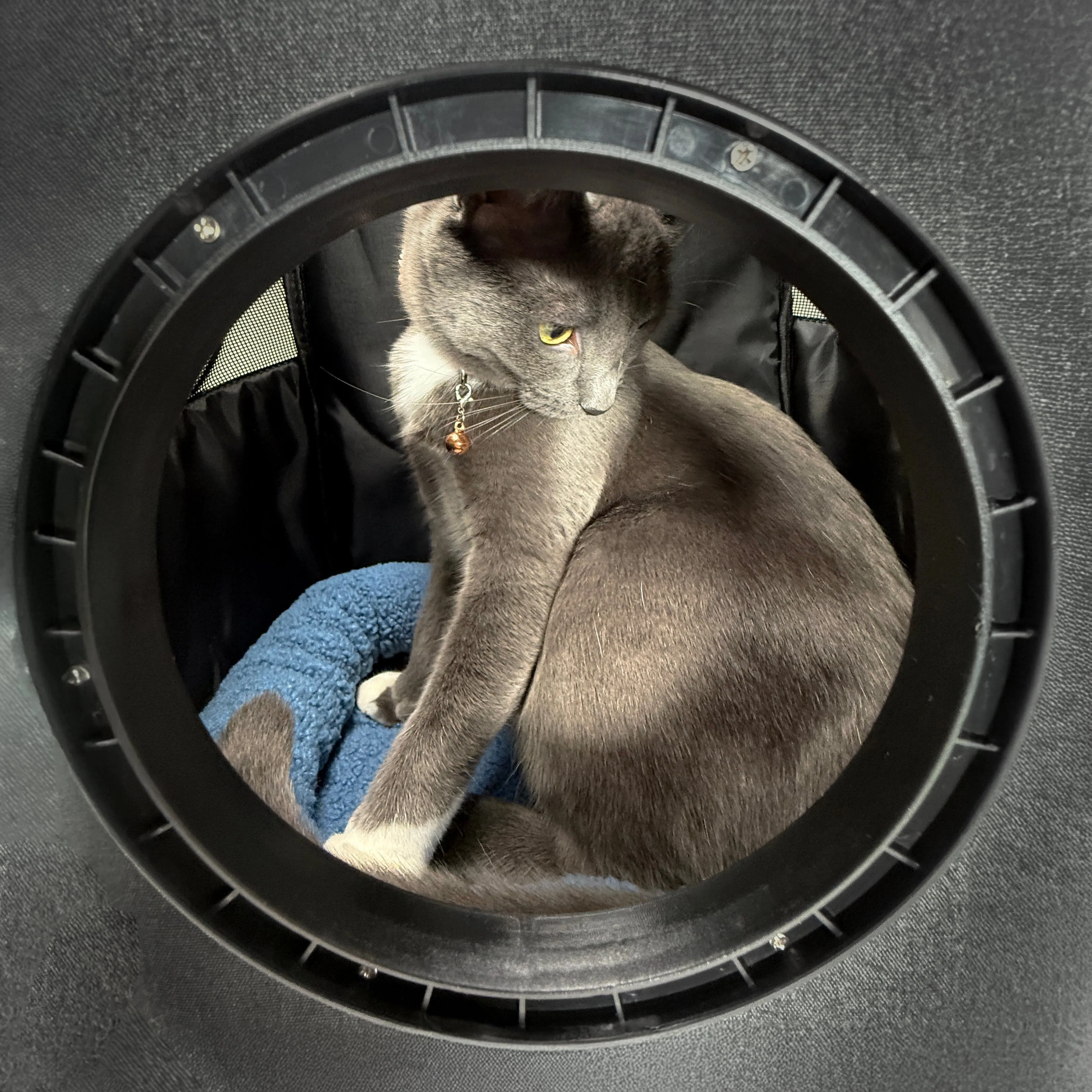 "The Kitty Cushion" Cat Backpack Bed